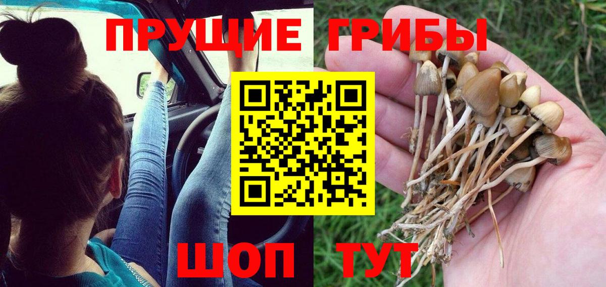 Галлюциногенные грибы Psilocybe Северобайкальск
